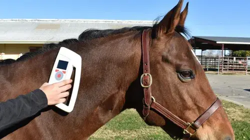 Register As A Equine Microchip Implanter Equine Microchip Implanter